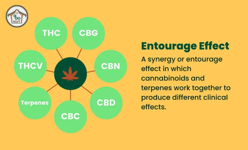 The CBD Hut Review: Best CBD Vapes & Extracts!([wpsm_custom_meta type=date field=month] [wpsm_custom_meta type=date field=year]) - The Complete Portal