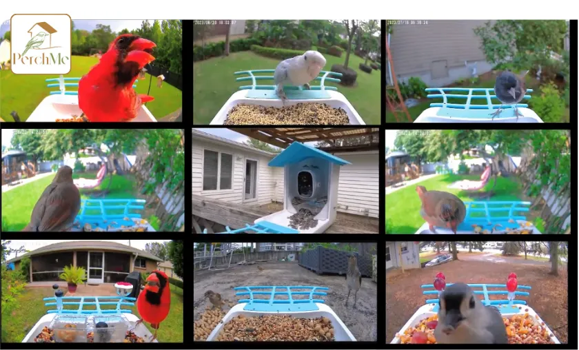 PerchMe Review: Best Smart Bird Feeders & Houses! ([wpsm_custom_meta type=date field=month] [wpsm_custom_meta type=date field=year]) - The Complete Portal