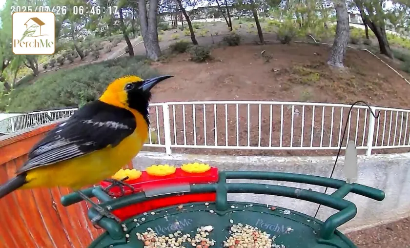 PerchMe Review: Best Smart Bird Feeders & Houses! ([wpsm_custom_meta type=date field=month] [wpsm_custom_meta type=date field=year]) - The Complete Portal