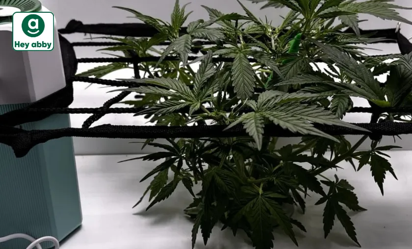 Hey abby Review: Best Grow Accessories & Humidifiers! ([wpsm_custom_meta type=date field=month] [wpsm_custom_meta type=date field=year]) - The Complete Portal