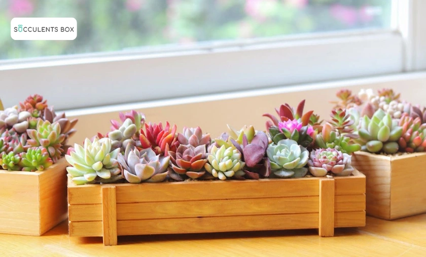 Succulents Box Review: Most Unique Succulents! ([wpsm_custom_meta type=date field=month] [wpsm_custom_meta type=date field=year]) - The Complete Portal