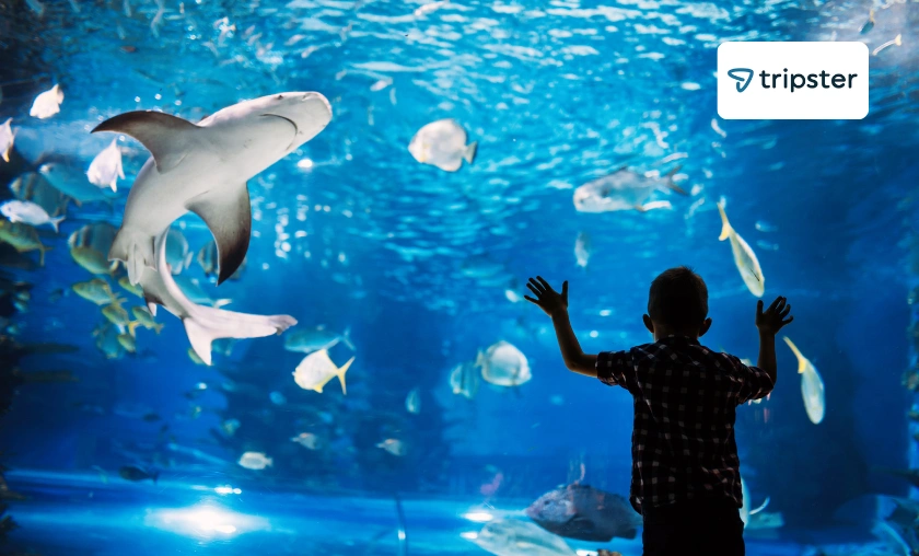 Tripster US Review: Best Attractions & Activities! ([wpsm_custom_meta type=date field=month] [wpsm_custom_meta type=date field=year]) - The Complete Portal