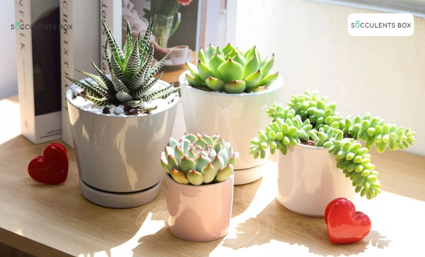 Succulents Box Review: Most Unique Succulents! ([wpsm_custom_meta type=date field=month] [wpsm_custom_meta type=date field=year]) - The Complete Portal