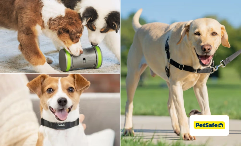 PetSafe US Review: Premium Products for Happier, Safer Pets! ([wpsm_custom_meta type=date field=month] [wpsm_custom_meta type=date field=year]) - The Complete Portal