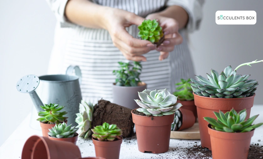 Succulents Box Review: Most Unique Succulents! ([wpsm_custom_meta type=date field=month] [wpsm_custom_meta type=date field=year]) - The Complete Portal