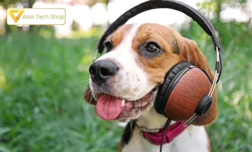 Asia Tech Shop Review: Best PC Parts & Pet Supplies! ([wpsm_custom_meta type=date field=month] [wpsm_custom_meta type=date field=year]) - The Complete Portal