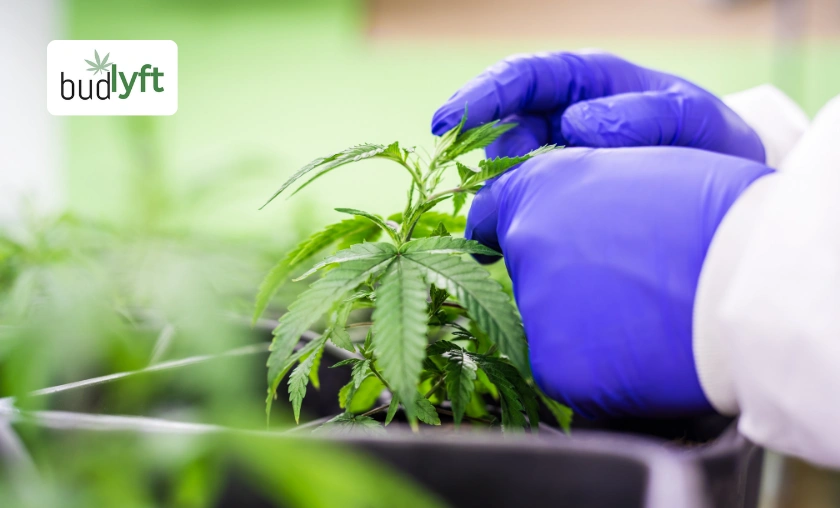BudLyft Global Review: Best CBD & Wellness Products! ([wpsm_custom_meta type=date field=month] [wpsm_custom_meta type=date field=year]) - The Complete Portal