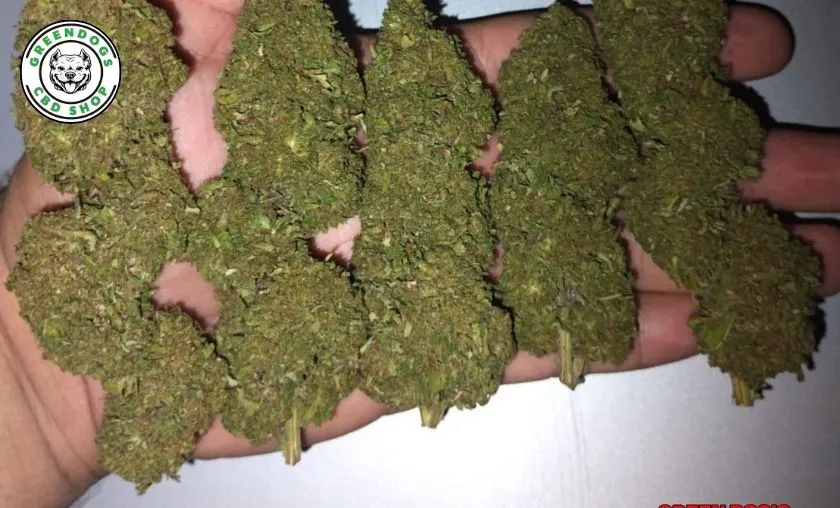 Greendogs CBD Review: Best CBD Flowers & Wellness! ([wpsm_custom_meta type=date field=month] [wpsm_custom_meta type=date field=year]) - The Complete Portal