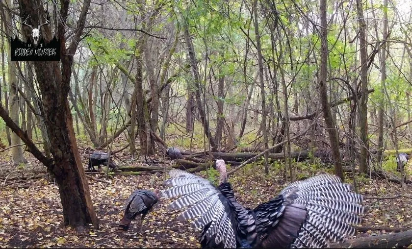 Hidden Michigan Monsters Review: Best Outdoor Gear! ([wpsm_custom_meta type=date field=month] [wpsm_custom_meta type=date field=year]) - The Complete Portal