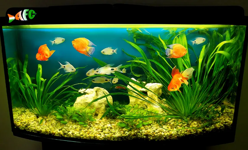 Aquafishcare Review: Best Fish Supplies & Pet Food! ([wpsm_custom_meta type=date field=month] [wpsm_custom_meta type=date field=year]) - The Complete Portal
