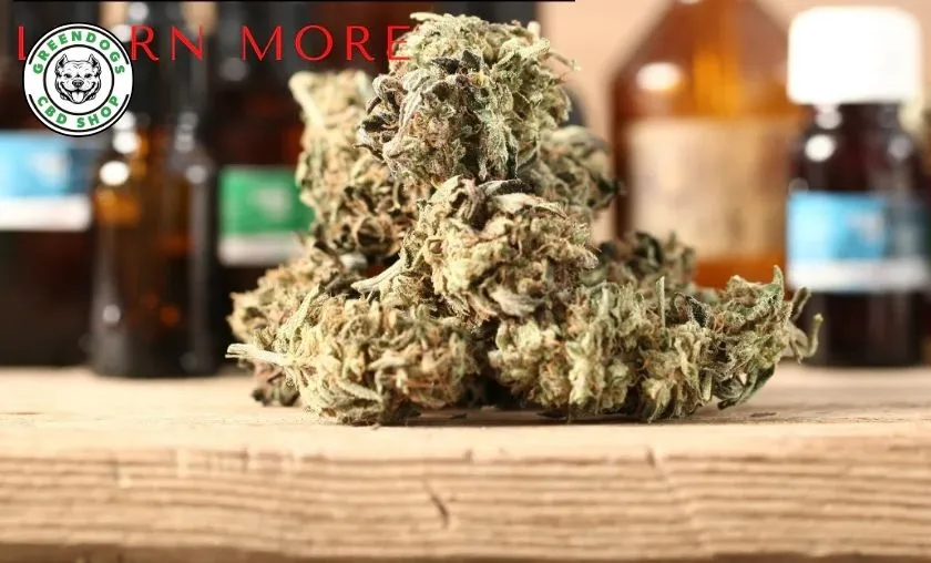 Greendogs CBD Review: Best CBD Flowers & Wellness! ([wpsm_custom_meta type=date field=month] [wpsm_custom_meta type=date field=year]) - The Complete Portal