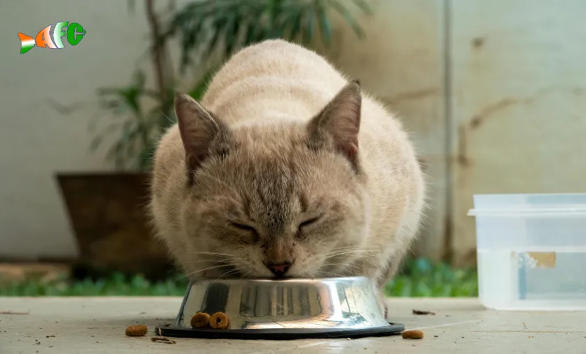 Aquafishcare Review: Best Fish Supplies & Pet Food! ([wpsm_custom_meta type=date field=month] [wpsm_custom_meta type=date field=year]) - The Complete Portal