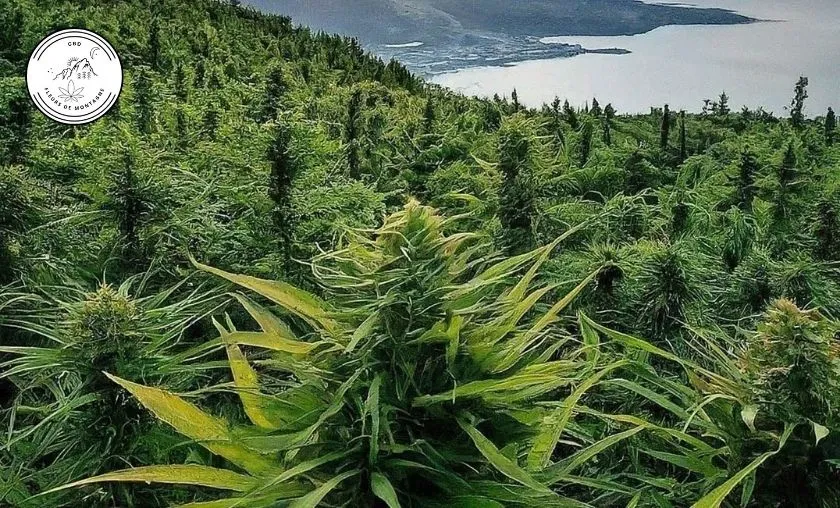 CBD Fleurs de Montagne Review: Best CBD Products! ([wpsm_custom_meta type=date field=month] [wpsm_custom_meta type=date field=year]) - The Complete Portal