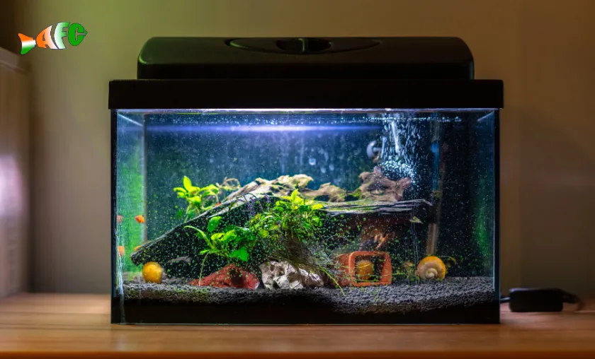 Aquafishcare Review: Best Fish Supplies & Pet Food! ([wpsm_custom_meta type=date field=month] [wpsm_custom_meta type=date field=year]) - The Complete Portal