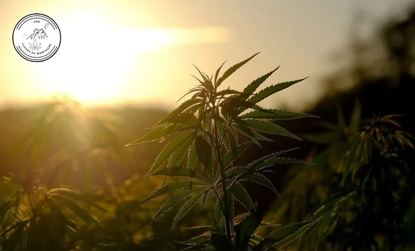 CBD Fleurs de Montagne Review: Best CBD Products! ([wpsm_custom_meta type=date field=month] [wpsm_custom_meta type=date field=year]) - The Complete Portal