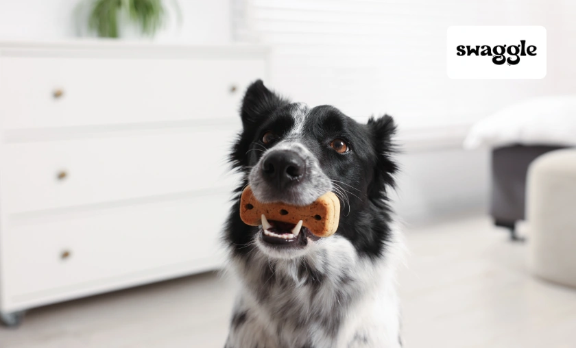 Swaggle AU Review: The Best Pet Food & Supplies! ([wpsm_custom_meta type=date field=month] [wpsm_custom_meta type=date field=year]) - The Complete Portal