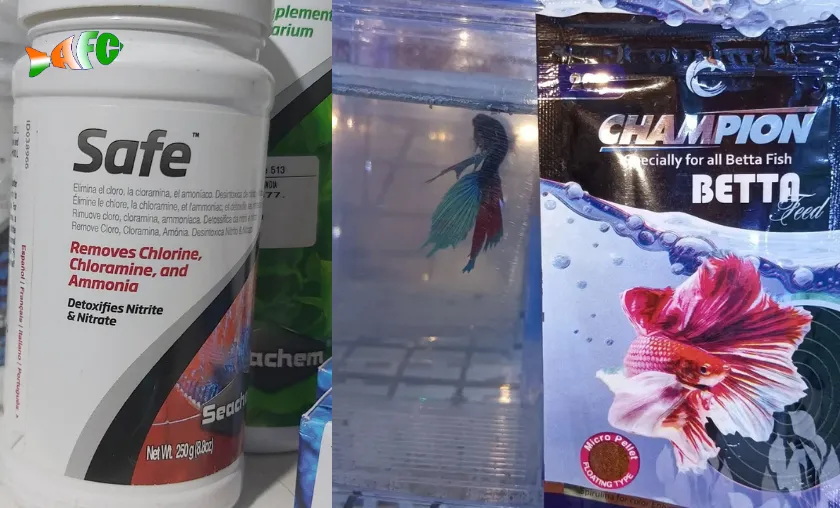 Aquafishcare Review: Best Fish Supplies & Pet Food! ([wpsm_custom_meta type=date field=month] [wpsm_custom_meta type=date field=year]) - The Complete Portal