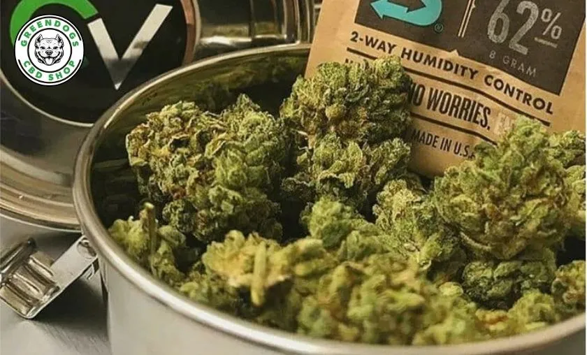 Greendogs CBD Review: Best CBD Flowers & Wellness! ([wpsm_custom_meta type=date field=month] [wpsm_custom_meta type=date field=year]) - The Complete Portal