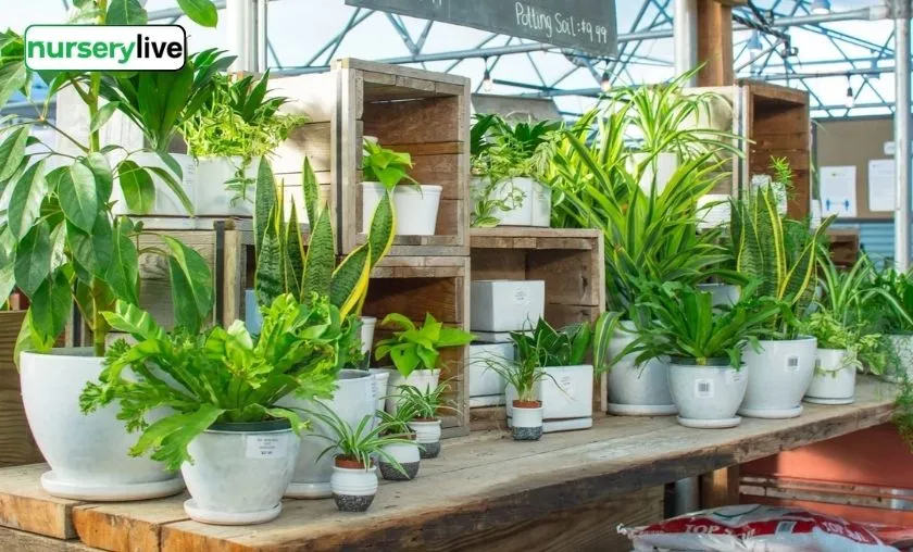 Nurserylive Review: Best Gardening, Plants & Seeds!([wpsm_custom_meta type=date field=month] [wpsm_custom_meta type=date field=year]) - The Complete Portal