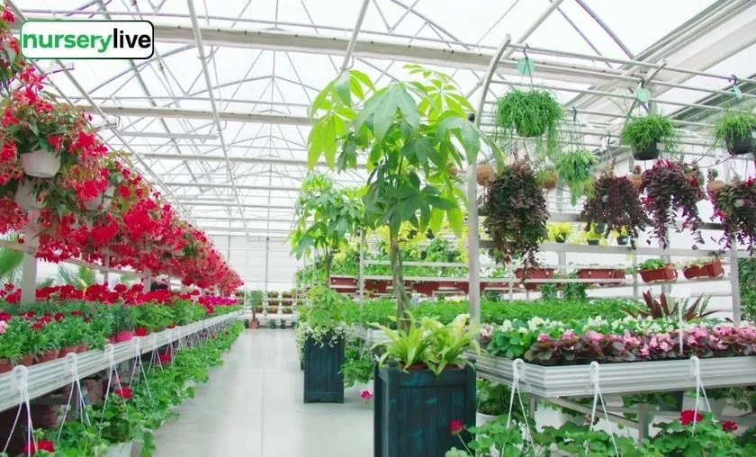 Nurserylive Review: Best Gardening, Plants & Seeds!([wpsm_custom_meta type=date field=month] [wpsm_custom_meta type=date field=year]) - The Complete Portal