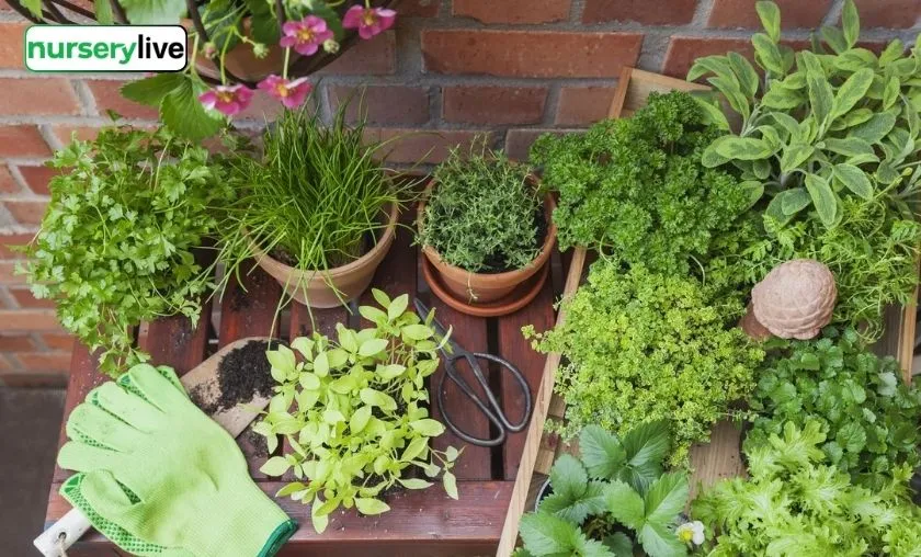 Nurserylive Review: Best Gardening, Plants & Seeds!([wpsm_custom_meta type=date field=month] [wpsm_custom_meta type=date field=year]) - The Complete Portal