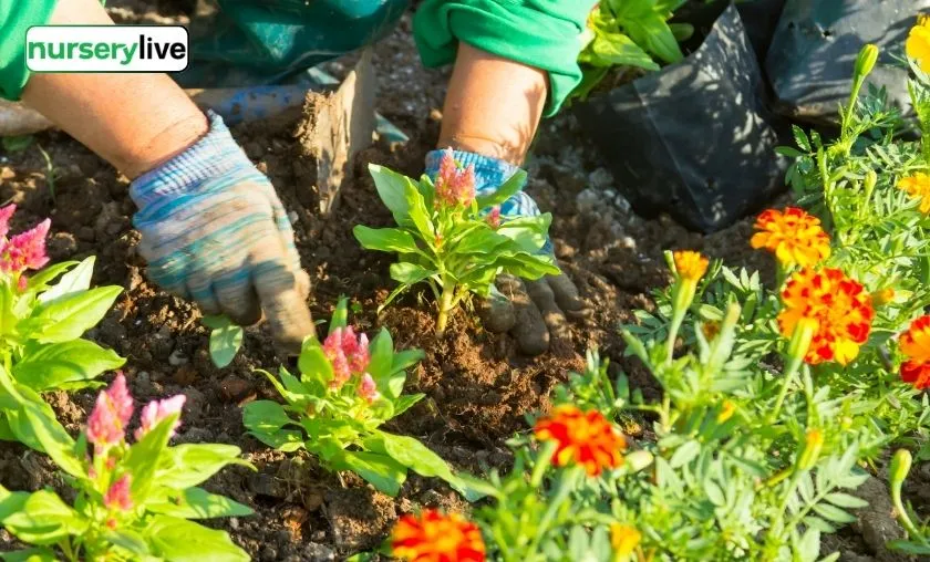 Nurserylive Review: Best Gardening, Plants & Seeds!([wpsm_custom_meta type=date field=month] [wpsm_custom_meta type=date field=year]) - The Complete Portal