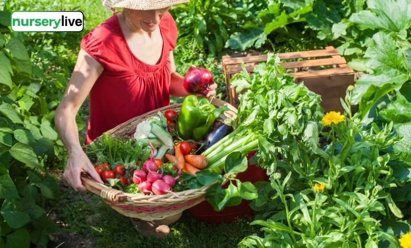 Nurserylive Review: Best Gardening, Plants & Seeds!([wpsm_custom_meta type=date field=month] [wpsm_custom_meta type=date field=year]) - The Complete Portal