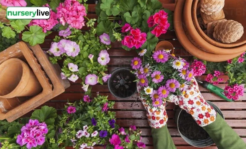 Nurserylive Review: Best Gardening, Plants & Seeds!([wpsm_custom_meta type=date field=month] [wpsm_custom_meta type=date field=year]) - The Complete Portal
