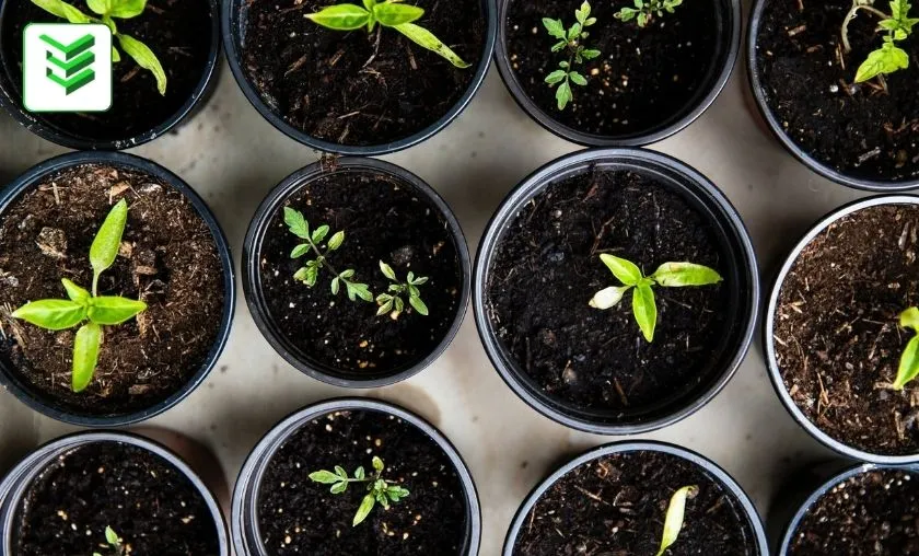 Engineered Essentials Review: Best Indoor Gardening! ([wpsm_custom_meta type=date field=month] [wpsm_custom_meta type=date field=year]) - The Complete Portal