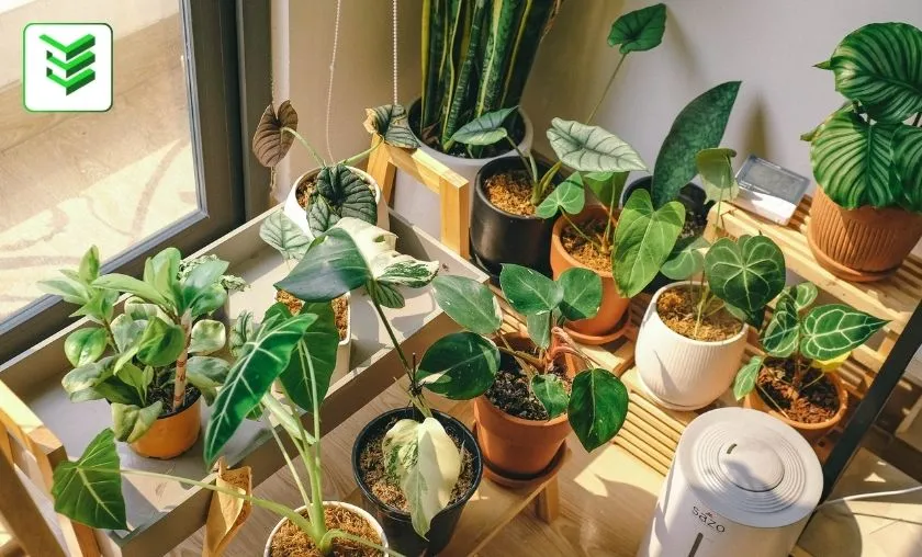 Engineered Essentials Review: Best Indoor Gardening! ([wpsm_custom_meta type=date field=month] [wpsm_custom_meta type=date field=year]) - The Complete Portal