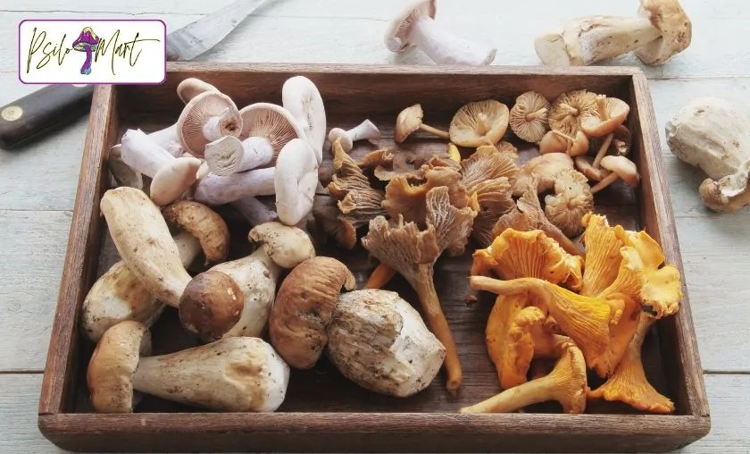 Psilo Mart Review: Best Quality Mushroom Supplements! ([wpsm_custom_meta type=date field=month] [wpsm_custom_meta type=date field=year]) - The Complete Portal