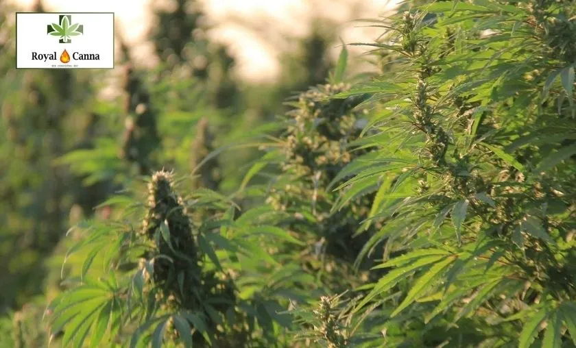 Royal Canna Review: Best CBD Flowers & Extracts!([wpsm_custom_meta type=date field=month] [wpsm_custom_meta type=date field=year]) - The Complete Portal