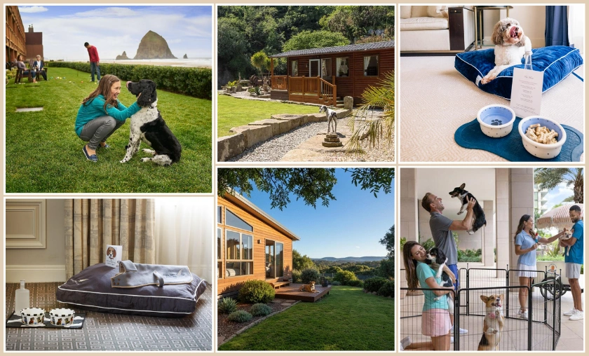 Pet-Friendly Retreats: Traveling with Furry Companions
