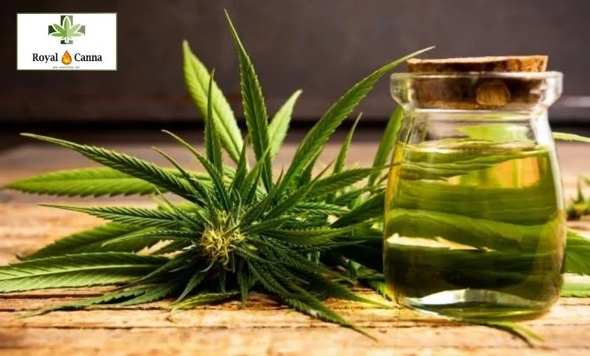 Royal Canna Review: Best CBD Flowers & Extracts!([wpsm_custom_meta type=date field=month] [wpsm_custom_meta type=date field=year]) - The Complete Portal