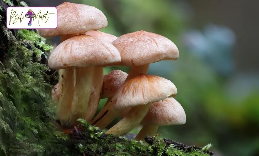 Psilo Mart Review: Best Quality Mushroom Supplements! ([wpsm_custom_meta type=date field=month] [wpsm_custom_meta type=date field=year]) - The Complete Portal