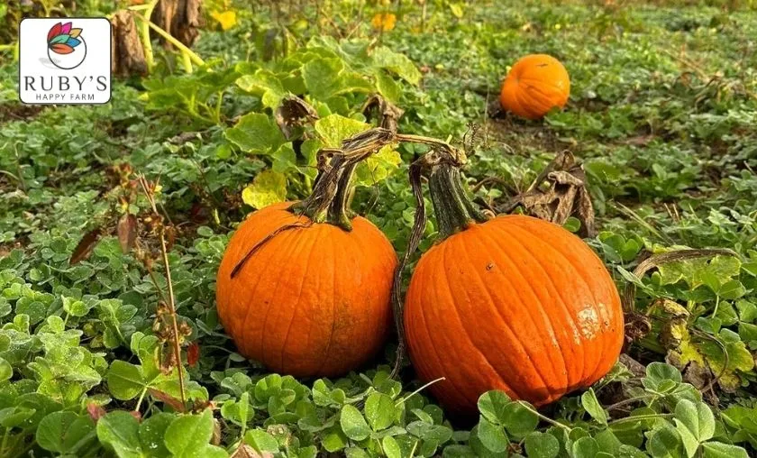 Ruby's Happy Farm Review: Best Quality Garden Crops! ([wpsm_custom_meta type=date field=month] [wpsm_custom_meta type=date field=year]) - The Complete Portal