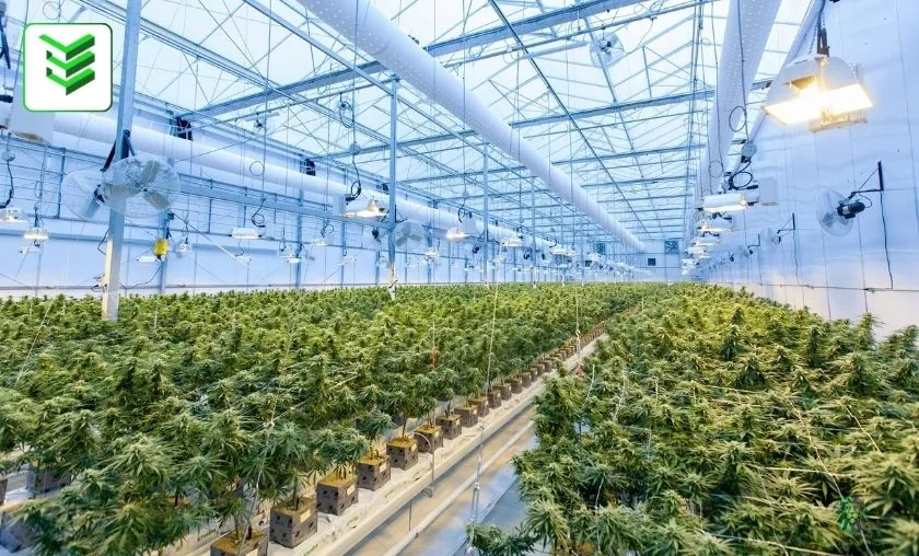 Engineered Essentials Review: Best Indoor Gardening! ([wpsm_custom_meta type=date field=month] [wpsm_custom_meta type=date field=year]) - The Complete Portal