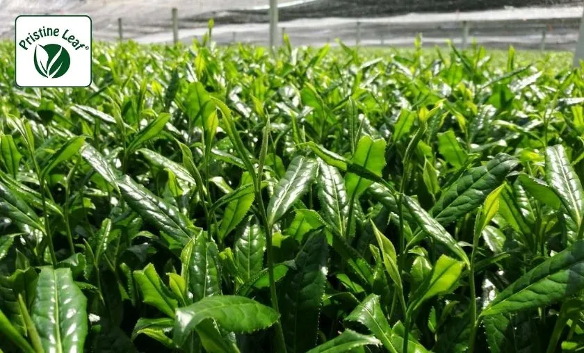 Pristine Leaf Review: Best Ceremonial Matcha & Tea! ([wpsm_custom_meta type=date field=month] [wpsm_custom_meta type=date field=year]) - The Complete Portal