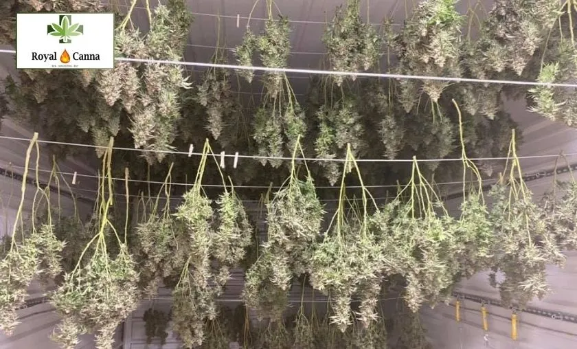 Royal Canna Review: Best CBD Flowers & Extracts!([wpsm_custom_meta type=date field=month] [wpsm_custom_meta type=date field=year]) - The Complete Portal