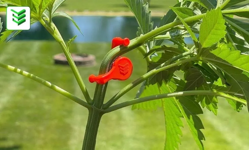 Engineered Essentials Review: Best Indoor Gardening! ([wpsm_custom_meta type=date field=month] [wpsm_custom_meta type=date field=year]) - The Complete Portal