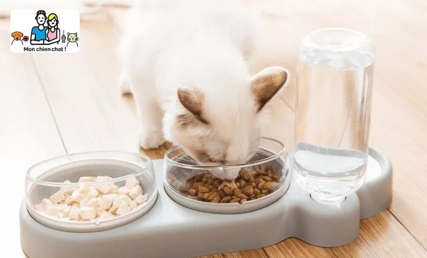 Monchienchat Review: Best Pet Food, Toys & Furniture! ([wpsm_custom_meta type=date field=month] [wpsm_custom_meta type=date field=year]) - The Complete Portal