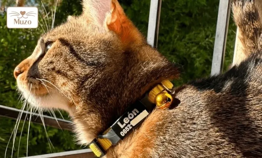 Muzo Review: Best Cat Harnesses & Accessories! ([wpsm_custom_meta type=date field=month] [wpsm_custom_meta type=date field=year]) - The Complete Portal