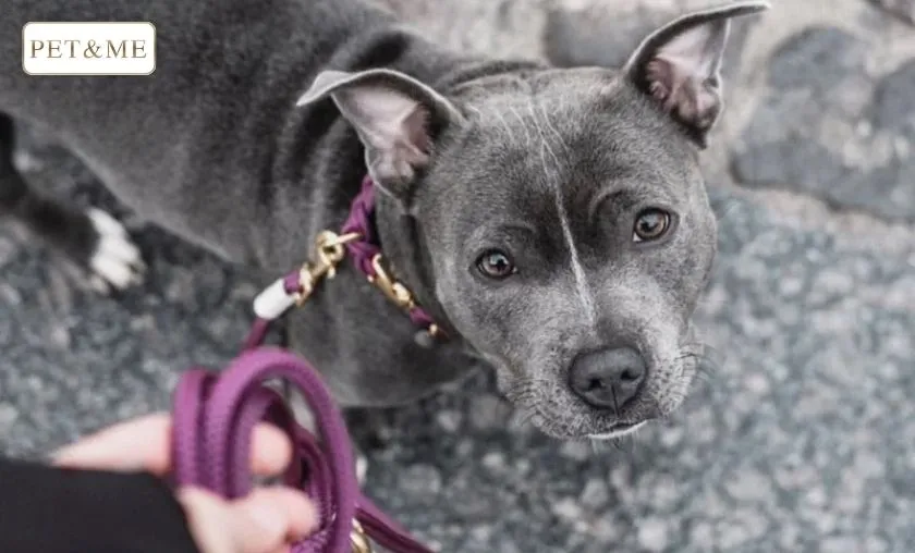 PET & ME Review: Best Dog Collars, Harnesses & Leads! ([wpsm_custom_meta type=date field=month] [wpsm_custom_meta type=date field=year]) - The Complete Portal