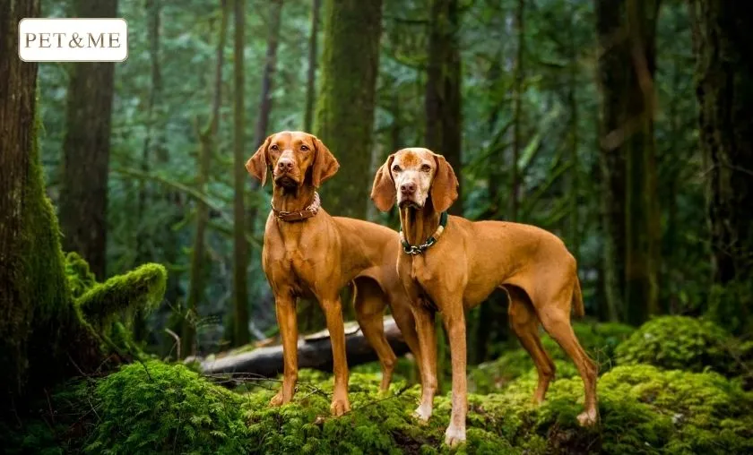 PET & ME Review: Best Dog Collars, Harnesses & Leads! ([wpsm_custom_meta type=date field=month] [wpsm_custom_meta type=date field=year]) - The Complete Portal