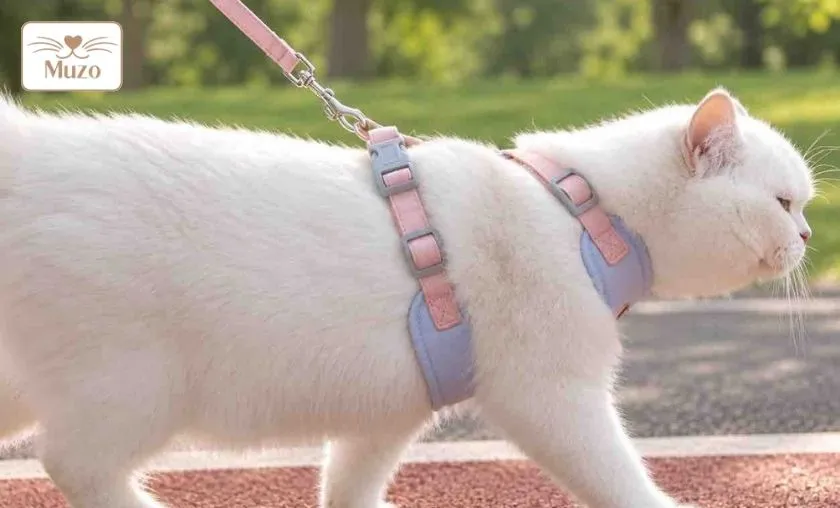 Muzo Review: Best Cat Harnesses & Accessories! ([wpsm_custom_meta type=date field=month] [wpsm_custom_meta type=date field=year]) - The Complete Portal
