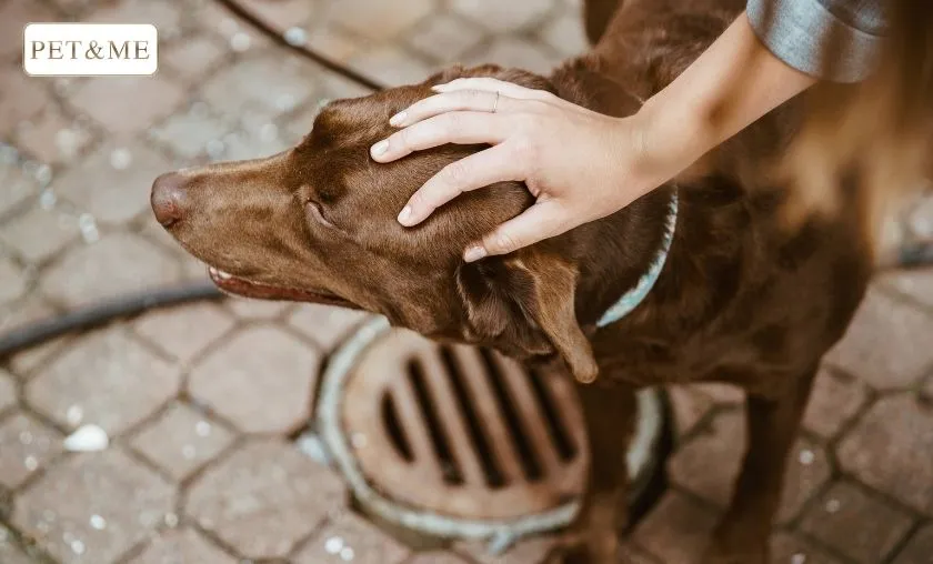 PET & ME Review: Best Dog Collars, Harnesses & Leads! ([wpsm_custom_meta type=date field=month] [wpsm_custom_meta type=date field=year]) - The Complete Portal