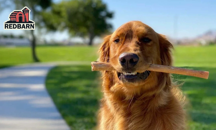 Redbarn Pet Products US Review