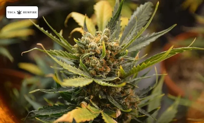 THCa Hempire Review: Best THCa Flower & Edibles! ([wpsm_custom_meta type=date field=month] [wpsm_custom_meta type=date field=year]) - The Complete Portal